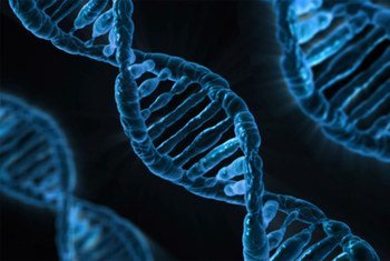 В ВОЗ призывают не проводить опыты с изменением генома человека до разработки соответствующих международных правил. 