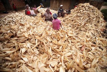 Women in Mozambique desheath a pile of corn.