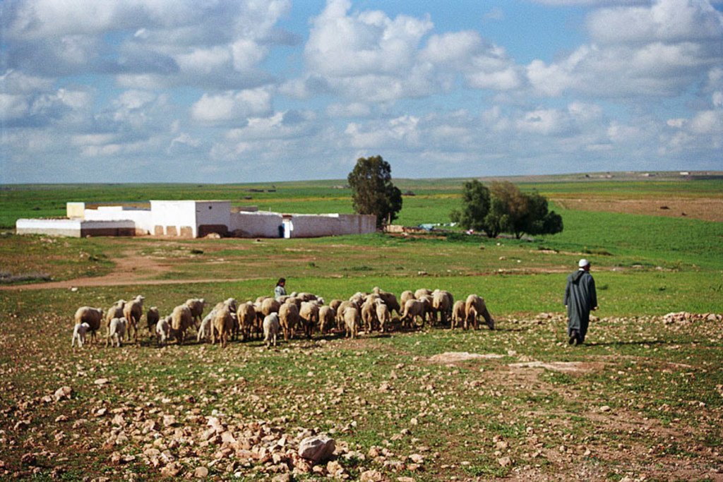 摩洛哥农村地区，一名牧人和他的畜群在一起。摩洛哥是长期遭受干旱和缺水影响的国家之一。