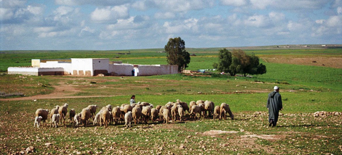 摩洛哥农村地区，一名牧人和他的畜群在一起。摩洛哥是长期遭受干旱和缺水影响的国家之一。