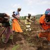 مزارعات يحرثن الحقول لتهيئتها لزراعة الذرة في قرية في غينيا يوم 15 يونيو تموز، 2015. المصدر: البنك الدولي / دومينيك تشافيز