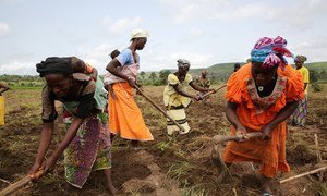 Women farmers plow their fields in preparation to plant corn in Gnoungouya Village, Guinea on June 15, 2015. Many farmers were highly affected by the Ebola outbreak and are slowly beginning to return to their fields to work.