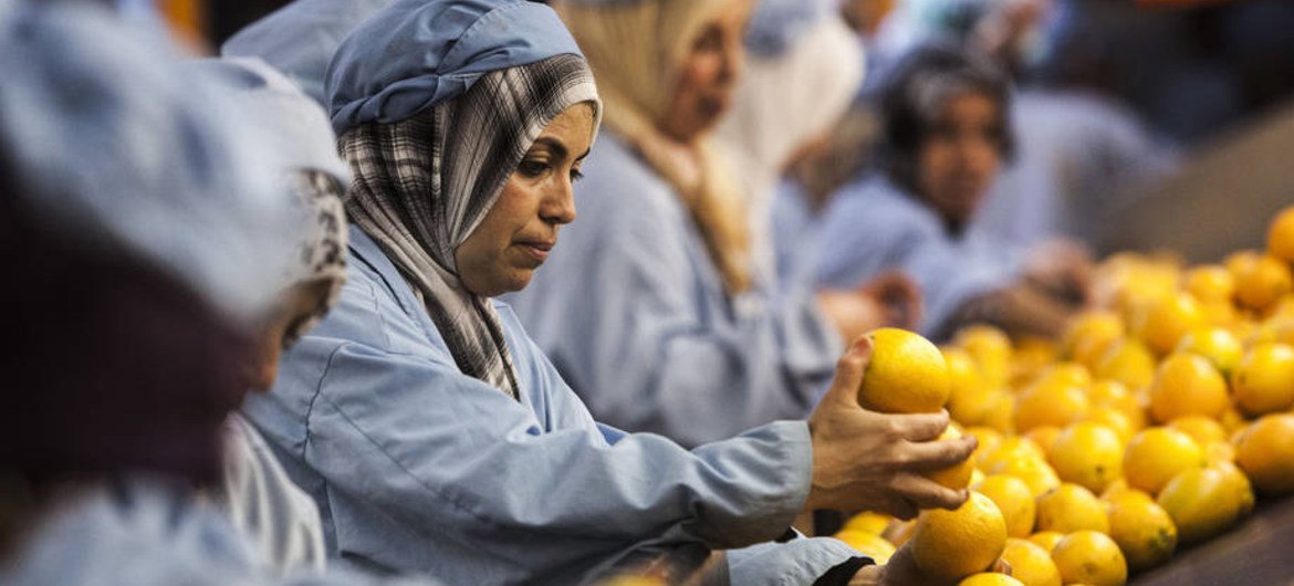 A citrus packing house in Morocco. One area of FAO’s work with the WTO is on food safety standards.