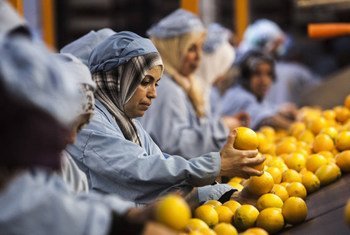 A citrus packing house in Morocco. One area of FAO’s work with the WTO is on food safety standards.
