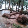 Trees uprooted when Cyclone Chapala made landfall in Yemen.