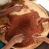 联合国启动2016“国际豆类年”   粮农组织图片/Giuseppe Bizzarri