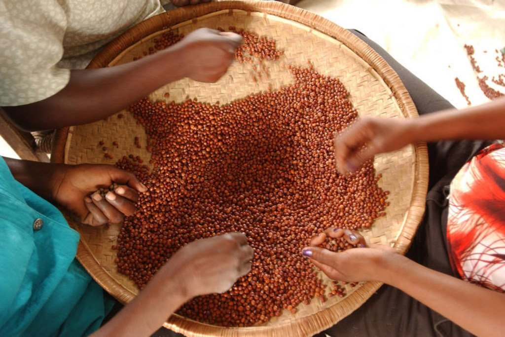 Pulses are an affordable alternative to more expensive animal-based protein, which makes them ideal for enhancing diets in poorer parts of the world.