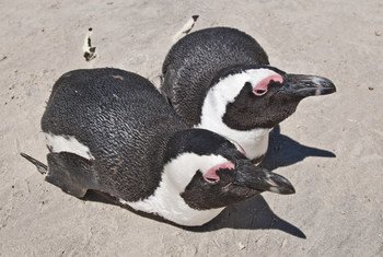 Африканские пингвины. Фото ЮНЕП