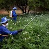 Trabajadores agrícolas aplican pesticida a un cultivo en Afganistán. Foto: FAO/Danfung Dennis