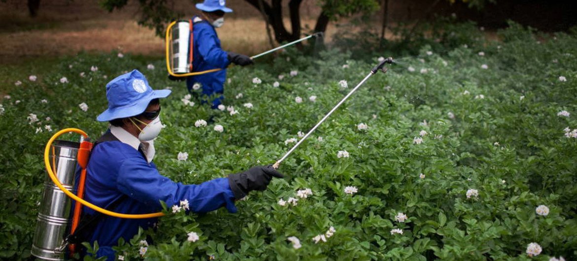 Agriculture extension agents applying pesticide to a field in Afghanistan.