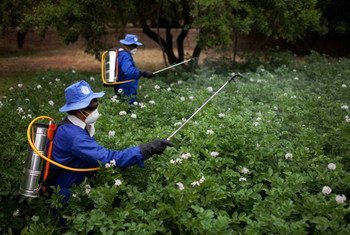 Trabajadores agrícolas aplican pesticida a un cultivo en Afganistán.