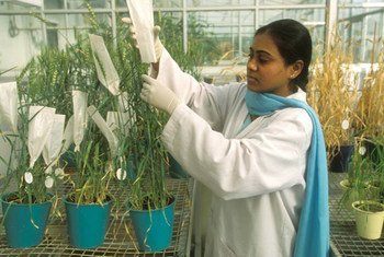 Une scientifique, travaillant dans un institut parrainé par la FAO en Inde, sélectionne des semences d'une variété de blé.