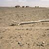 A parched field in Kenya where drought has been especially devastating to sub-Saharan agriculture.