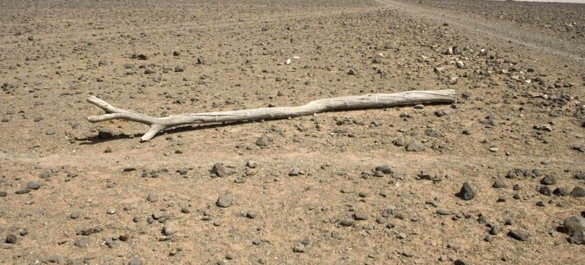 Un champ aride au Kenya où la sécheresse a été particulièrement dévastatrice pour l'agriculture subsaharienne. (archives)