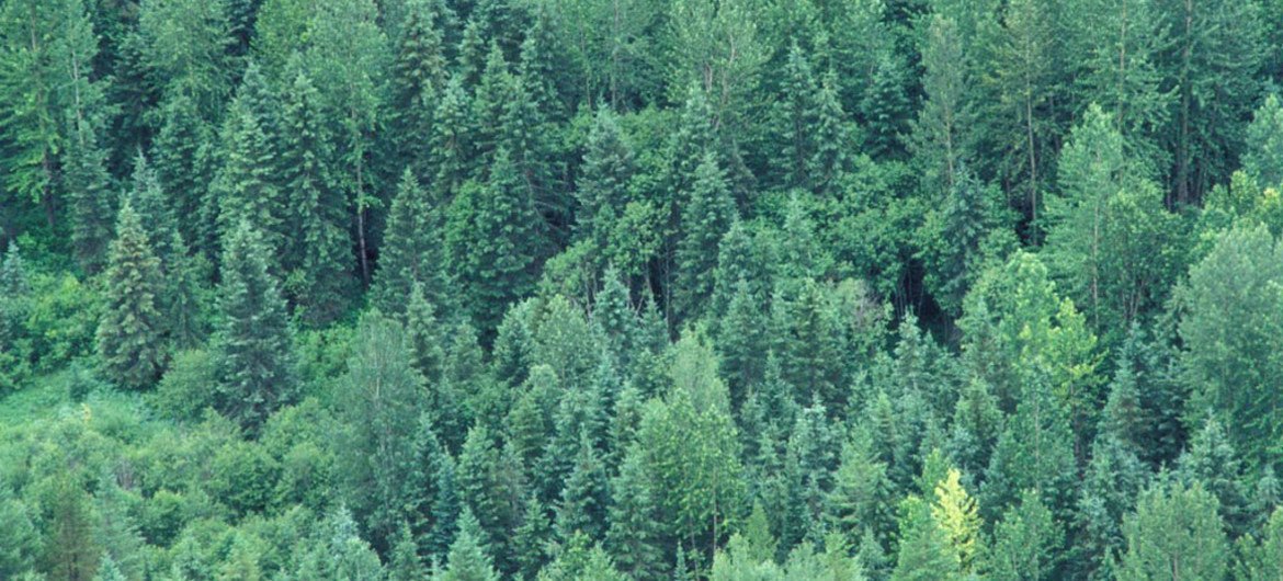 Лесные массивы занимают 30 процентов суши Земли.