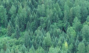 Лесные массивы занимают 30 процентов суши Земли.