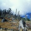 Deforestación en Buthán. 