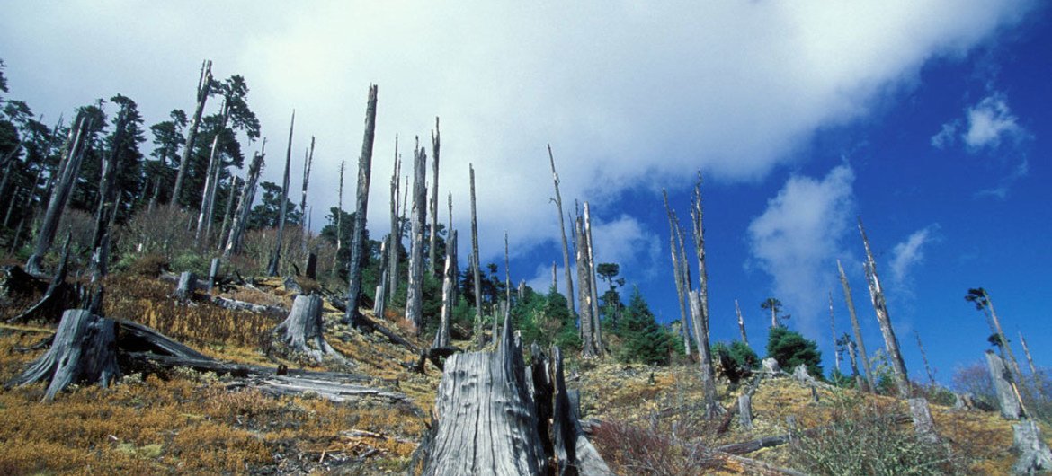 Deforestación en Buthán. 