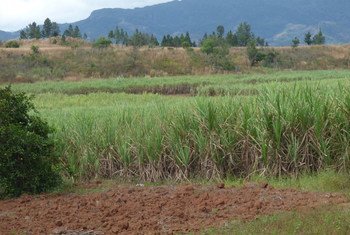 Los cultivos den Fiji son afectados por El Niño. Foto: OCHA/Danielle Parry