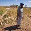 La sequía provocada por El Niño ha aumentado el hambre en Zimbabwe. Foto de archivo: Kate Holt/IRIN