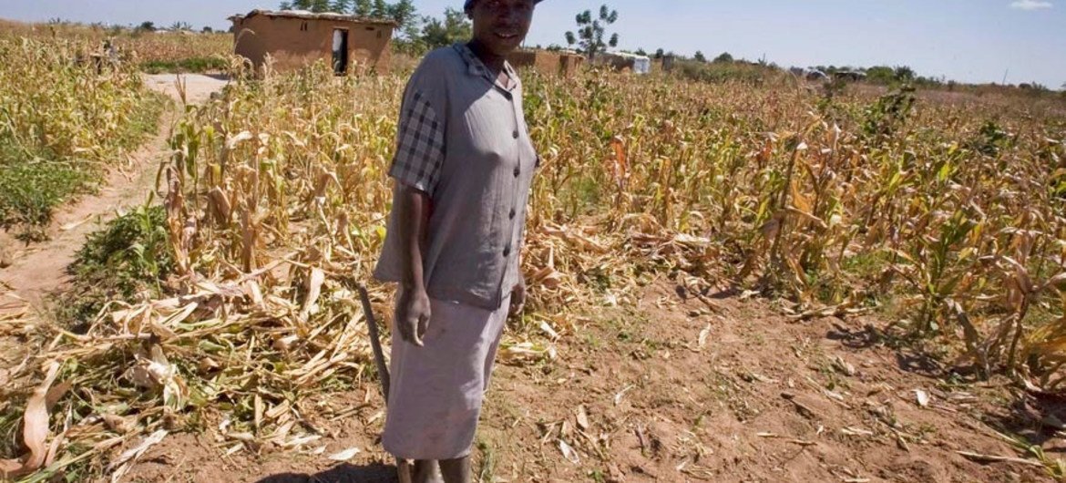 A woman stands outside her temporary home and dried up maize crop in Epworth, Harare, Zimbabwe.