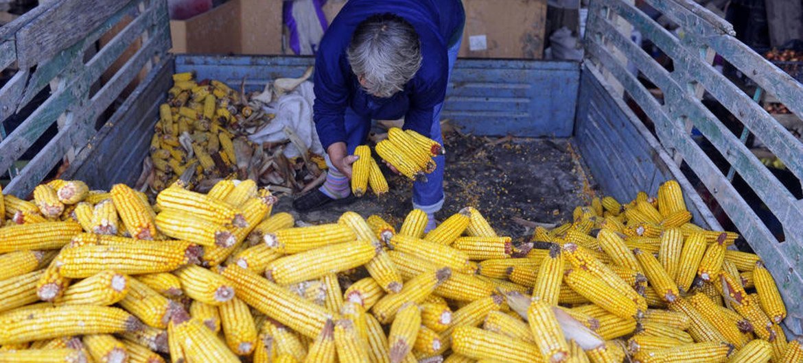 A Serbian maize farmer wraps up his 2015 harvest.
