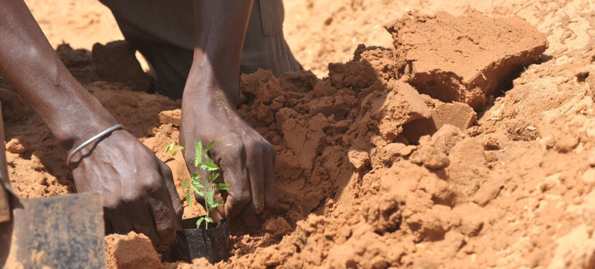 A farmer plants acacia seedlings in Liguere, Senegal.