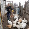 Местное фермерское хозяйство на Донбассе Фото  ФАО/Алексей Филиппов