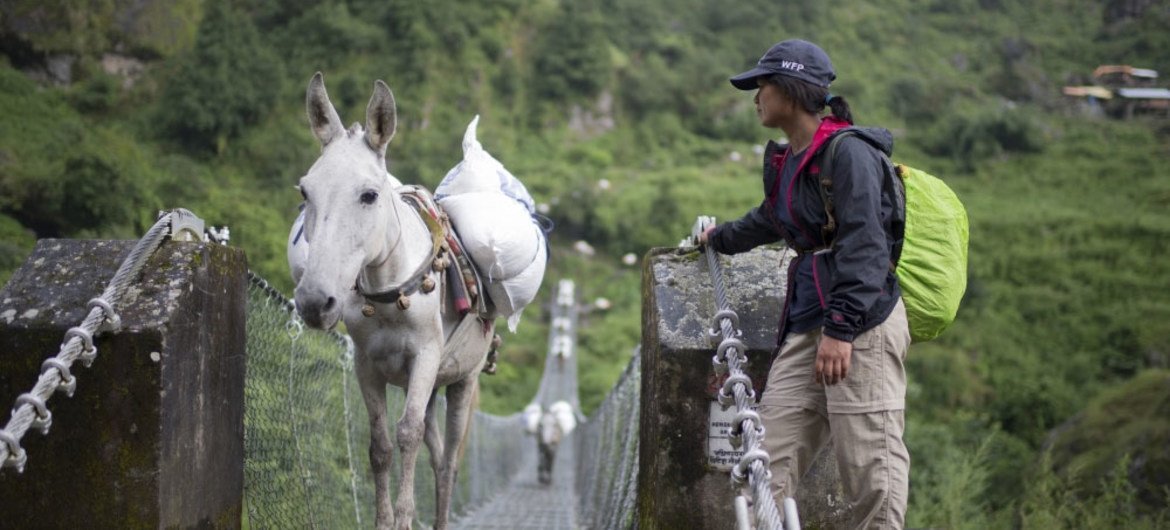 Mule trains are often used along trails cleared and re-opened by WFP to deliver food and other material to remote earthquake-stricken mountain villages in Nepal.