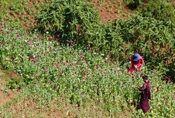 Opium poppy cultivation in the Golden Triangle stabilized in 2015 at high levels.