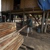 一位越南村民正在为当地市场搬运木材。