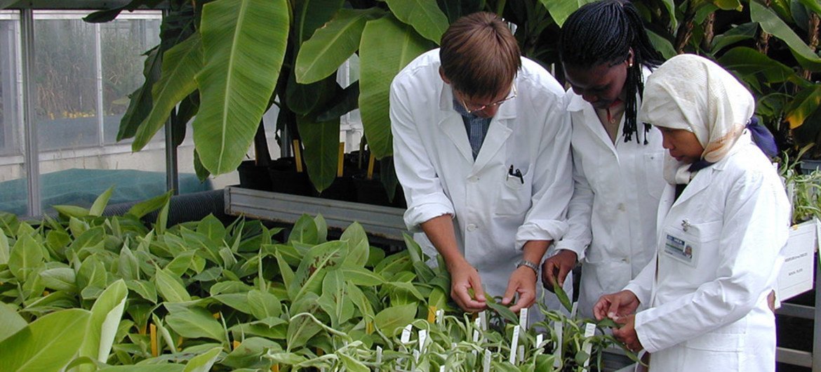 Сотрудники МАГАТЭ проверяют банановые растения Фото МАГАТЭ/Д.Калма