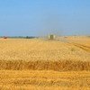 Wheat supplies are expected to grow. Here, a combine harvester at work in France.