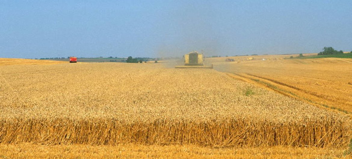 Champ de blé en France. Photo : FAO / Olivier Thuillier