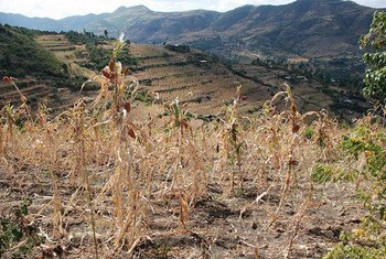 Etiopía es uno de los países del mundo más afectado por las sequías y escasez de agua. Foto: PMA/Stephanie Savariaud
