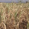 Las sequía provocada por El Niño ha arruinado las cosechas en Etiopía. Foto: OCHA/Lemma Tamiru
