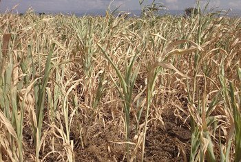 Failed sorghum crop, as the current El Niño pattern, being the strongest ever recorded, has caused severe drought in Ethiopia.