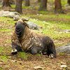 The takin, also called cattle chamois or gnu goat, is a goat-antelope found in the eastern Himalayas and is the national animal of Bhutan.