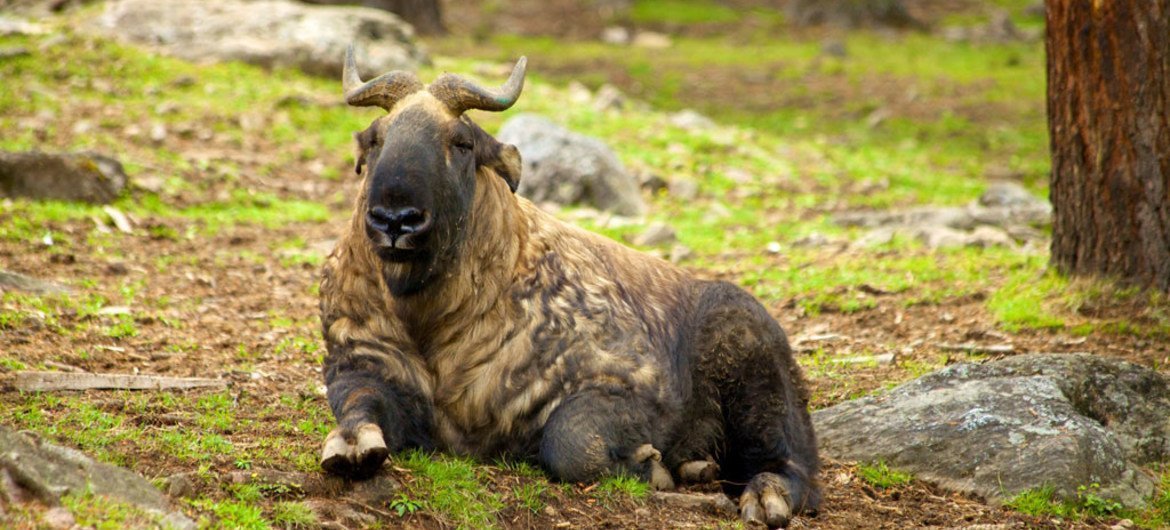 The takin, also called cattle chamois or gnu goat, is a goat-antelope found in the eastern Himalayas and is the national animal of Bhutan.