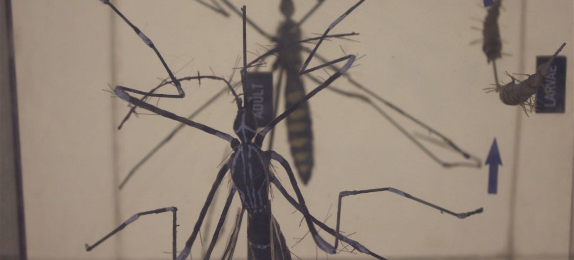 Un moustique Aedes, qui transmet le virus Zika aux humains.