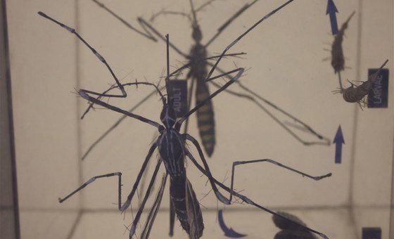O mosquito aedes aegypti transmite doenças como chikungunya, dengue e zika.