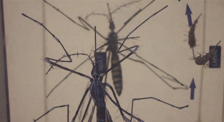 Un moustique Aedes, qui transmet le virus Zika aux humains.