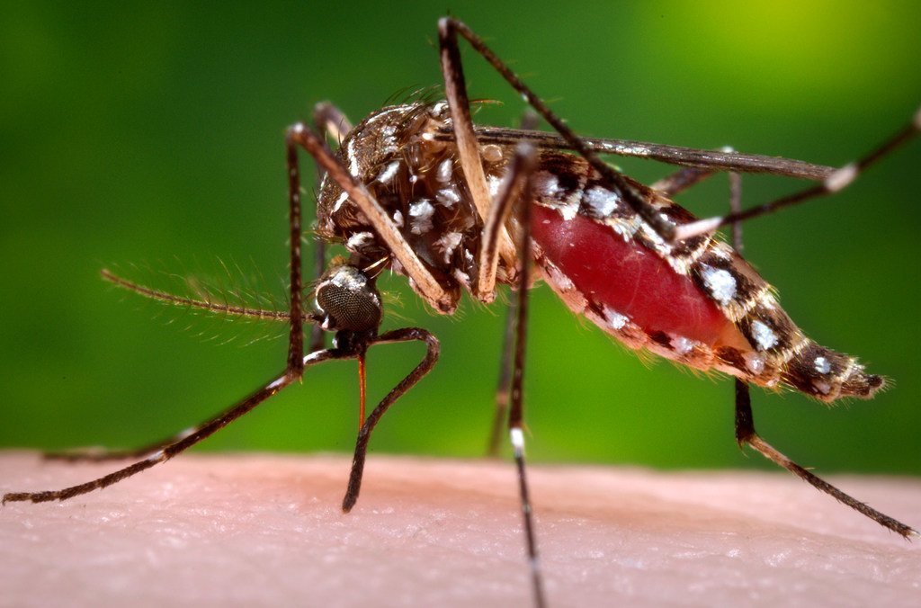 Un moustique femelle de type Aedes aegypti en train de se nourrir du sang d'un être humain.