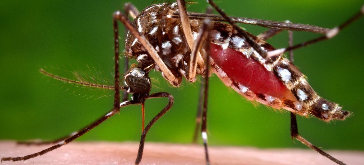 A female Aedes Aegypti mosquito in the process of acquiring a blood meal from her human host.