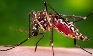 Un moustique femelle de type Aedes aegypti en train de se nourrir du sang d'un être humain. Photo : CDC / James Gathany