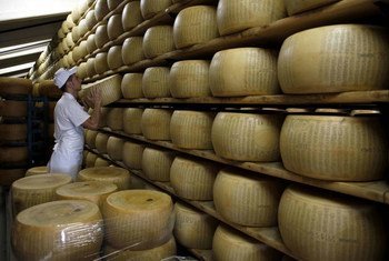 A worker at a factory in Italy inspects stacks of Parmesan cheese wheels.