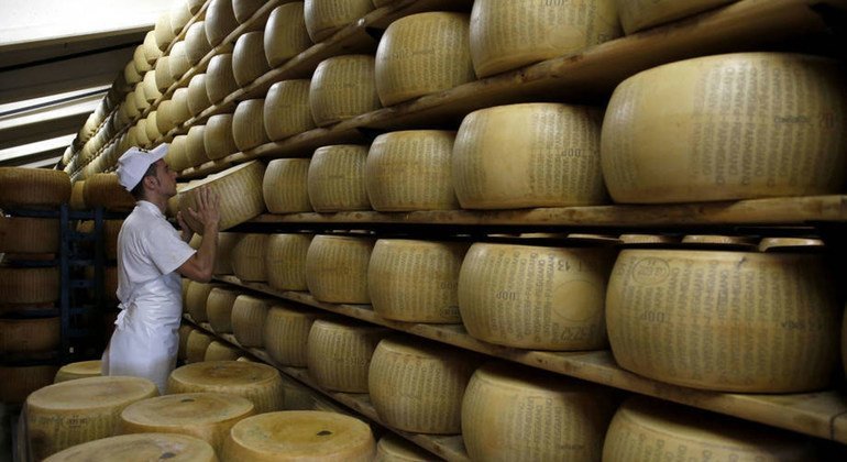Trabajador en una fábrica de Italia inspeccionando quesos parmesanos. Foto: FAO/Alessia Pierdomenico