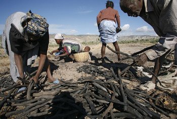A family digs up pieces of wood on the outskirts of Gonaives, Haiti, which they burn in a pit to create charcoal for sale at the local markets. This demand, coupled with the lack of alternative employment, has contributed to the deforestation and erosion 