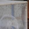 实验室中的蚊子：将蚊子使用的静态水清除有助于预防寨卡病毒的传播。粮农组织图片/Simon Miana
