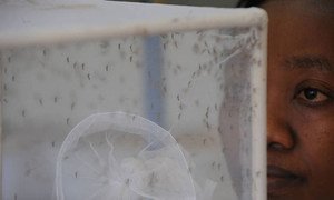 Mosquitoes in a laboratory. Removing stagnant water used by these insects to breed is crucial in combating the spread of Zika.